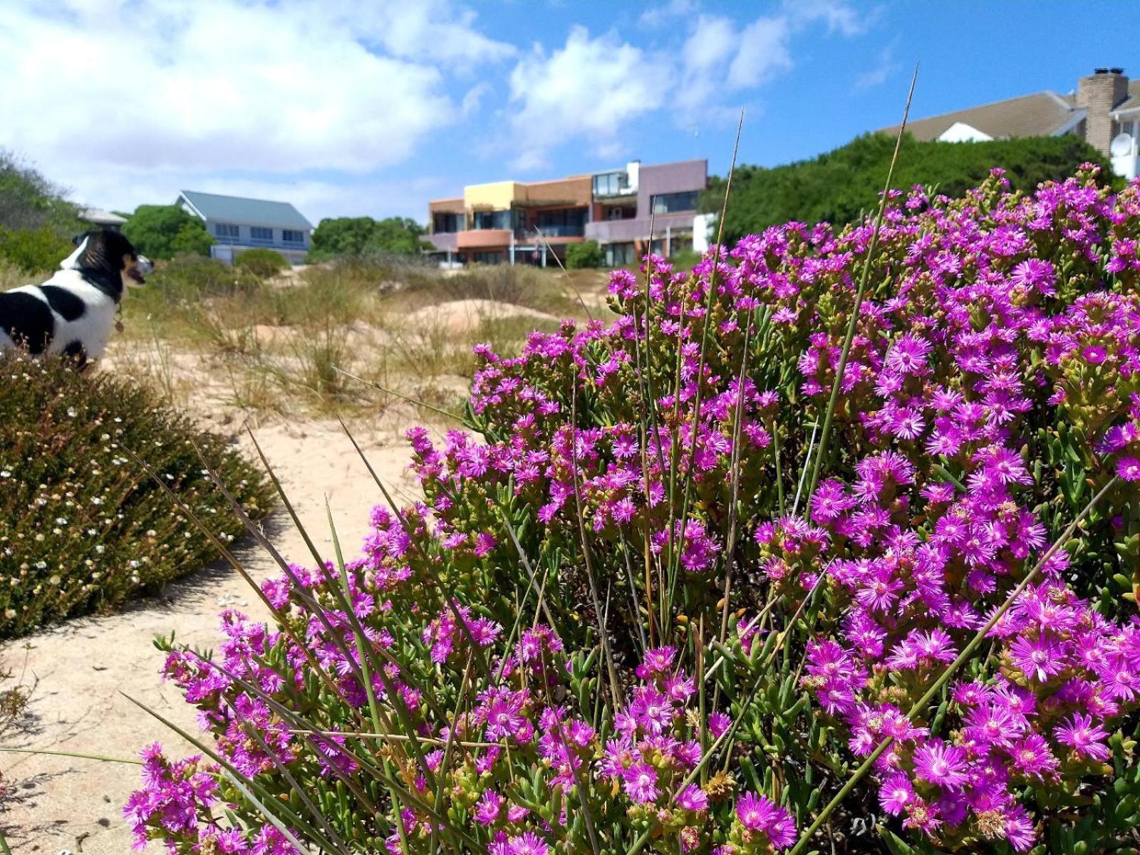 Absolute Beach Accommodation Stompneusbaai Екстер'єр фото